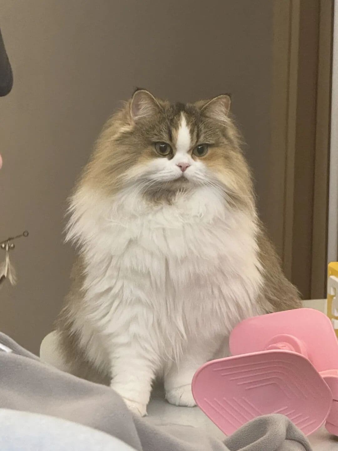 Pet Photo Editing & Cosplay