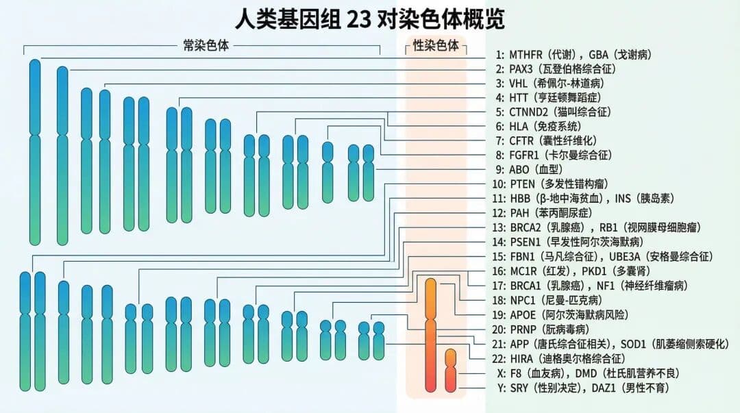 Science Infographic (Chromosomes)